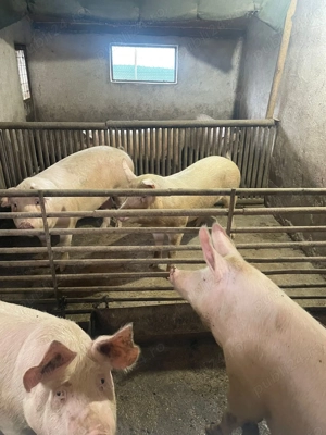 Porci de Carne 2025 Productie Proprie - imagine 3