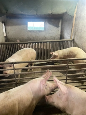 Porci de Carne 2025 Productie Proprie - imagine 4