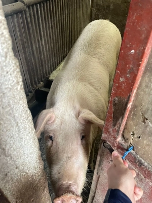 Porci de Carne 2025 Productie Proprie - imagine 5