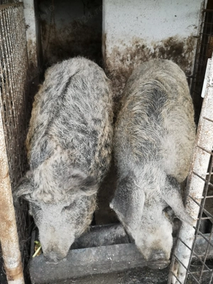 Porci Mangalita cu Mistreț  - imagine 4