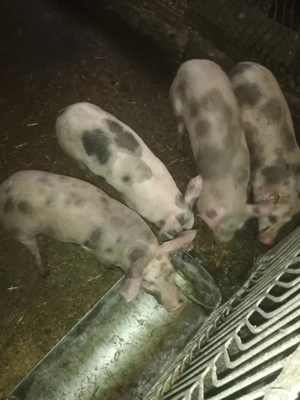 Vând purcei  - imagine 2