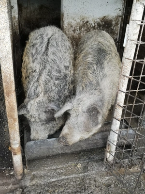 Porci Mangalita cu Mistreț  - imagine 5