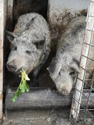 Porci Mangalita cu Mistreț  - imagine 3