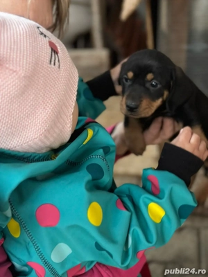 Vand 3 pui de teckel femele - imagine 3