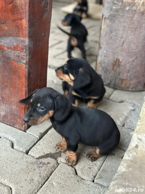 Vand 3 pui de teckel femele