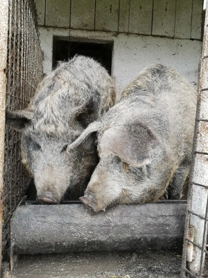 Porci Mangalita cu Mistreț  - imagine 2