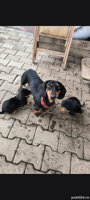 Vand 3 pui de teckel femele - imagine 4