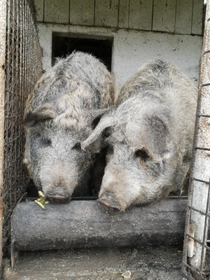 Porci Mangalita cu Mistreț 