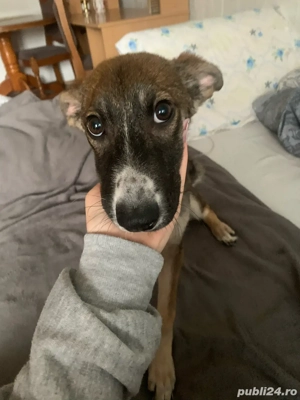 Dau spre adopție cățelușă  - imagine 2