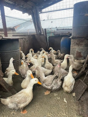 Rate de Carne si Oua Pekin Molar , 2025 