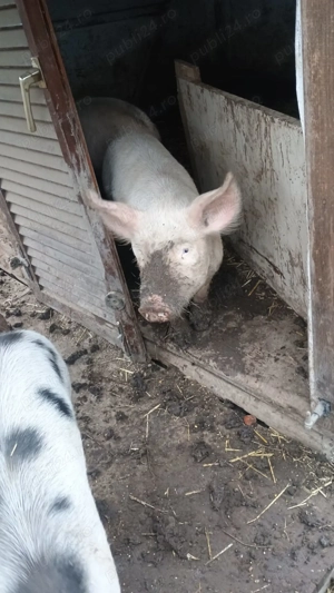 Porci de vânzare 