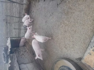 Purcei tineri  - imagine 3