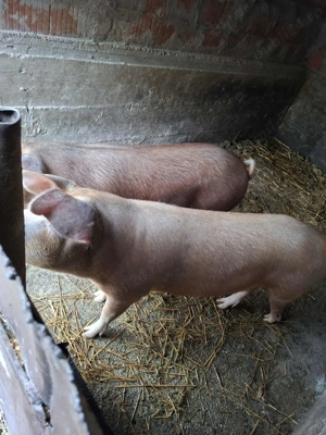 Porci detali la telefon - imagine 2