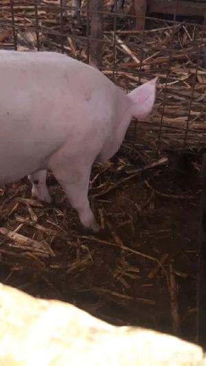 porci de carne  - imagine 2