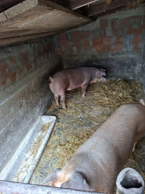 Porci detali la telefon