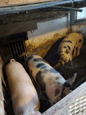 Porci detali la telefon - imagine 3