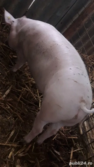 porci de carne  - imagine 5