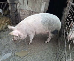 Vând porci pentru sacrificat