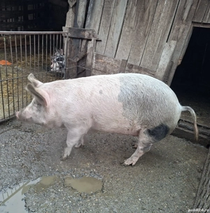 Vând porci pentru sacrificat - imagine 4
