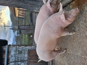 Porci de vânzare marele alb