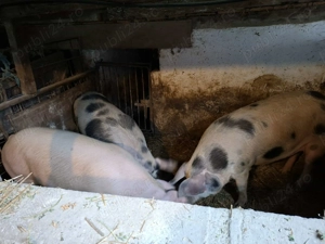 Porci detali la telefon - imagine 4