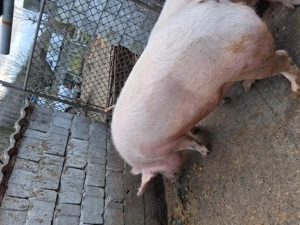 Porci de vânzare marele alb - imagine 3