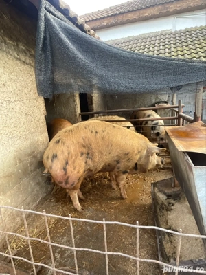 vand porci  - imagine 2