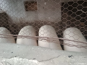 Porci de vanzare zona Lugojului  - imagine 3