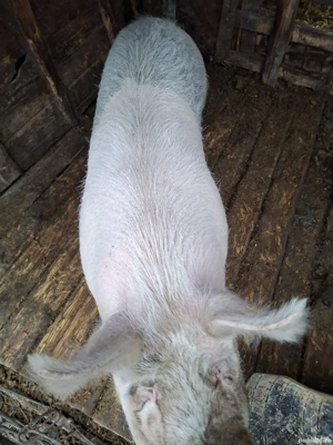 Vând porci pentru sacrificat - imagine 2