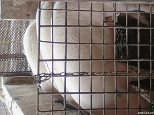 Porci de vanzare zona Lugojului 