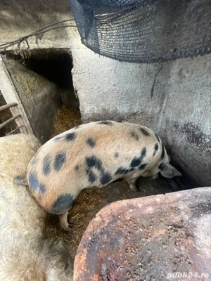 vand porci  - imagine 5