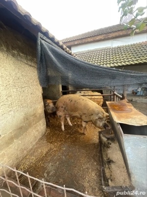 vand porci  - imagine 4