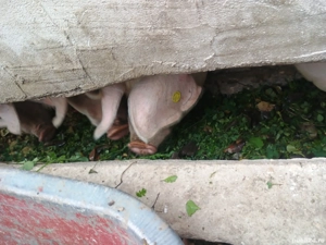 Porci de vanzare zona Lugojului  - imagine 4