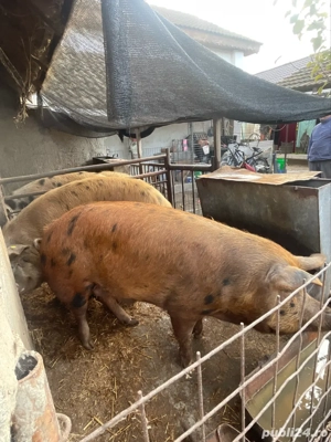 vand porci  - imagine 3