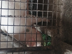 Porci de vanzare zona Lugojului  - imagine 2