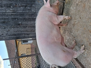 Porci de vânzare marele alb - imagine 2