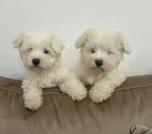 Vând căței Bichon Maltez