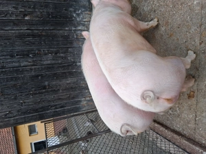 Porci de vânzare marele alb - imagine 4