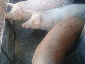 Vând porci de țară  - imagine 2