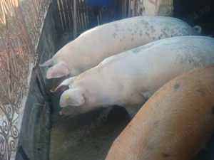 Vând porci de țară 