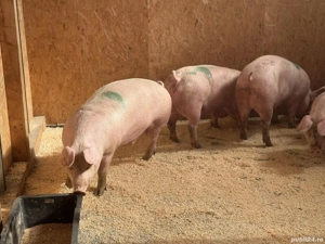 porci de carne  - imagine 3