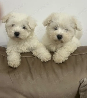 Vând căței Bichon Maltez - imagine 3