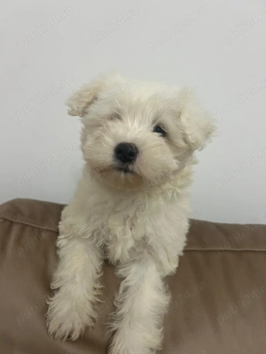 Vând căței Bichon Maltez - imagine 2