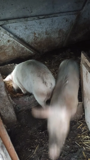 Porci de vânzare  - imagine 2