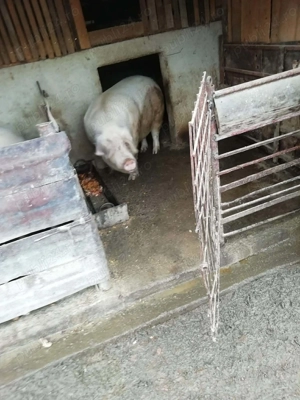 Porcii de vanzare - imagine 2