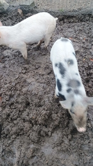 Porci de vânzare  - imagine 4