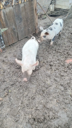 Porci de vânzare  - imagine 5