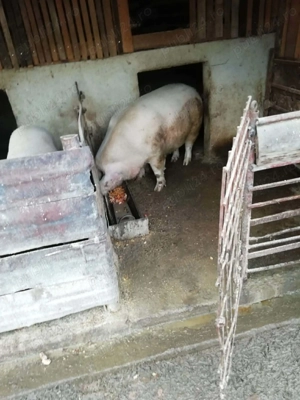 Porcii de vanzare - imagine 3