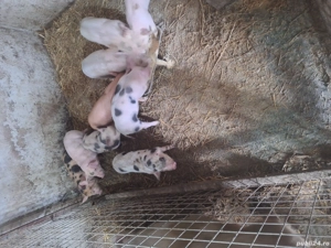 purcei de vanzare - imagine 3