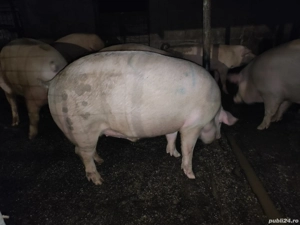 Porci de vanzare - imagine 2